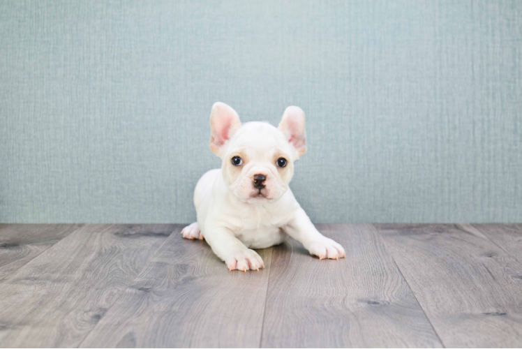 French Bulldog Puppy for Adoption