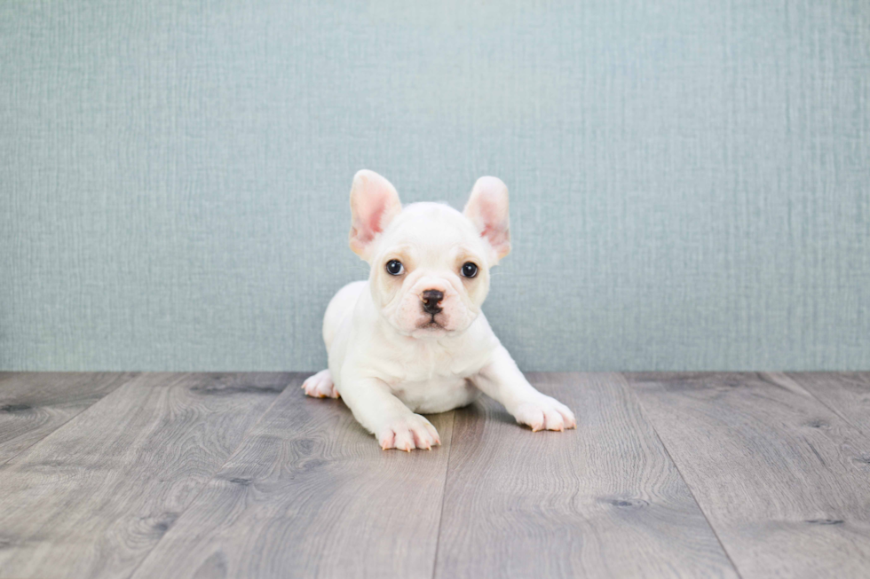 French Bulldog Puppy for Adoption