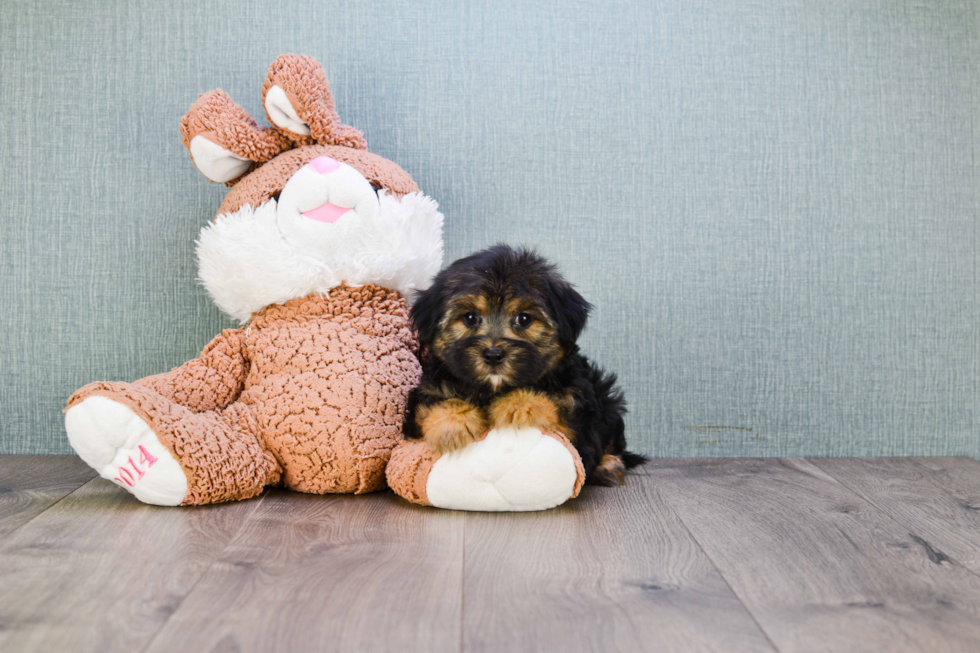 Morkie Pup Being Cute