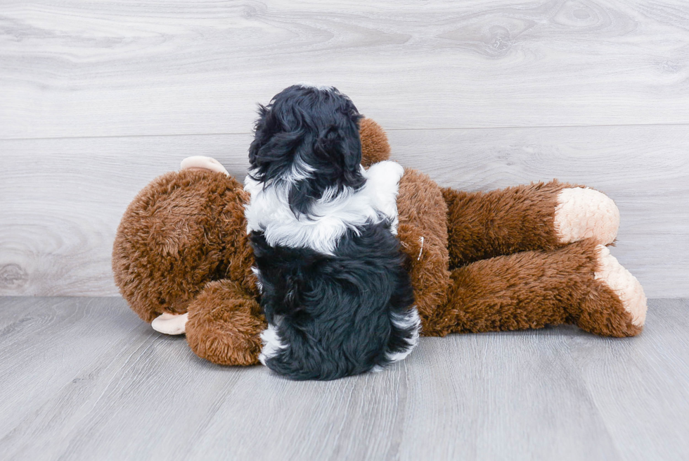 Havanese Pup Being Cute