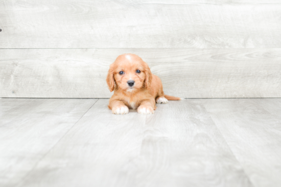 Cavapoo Puppy for Adoption