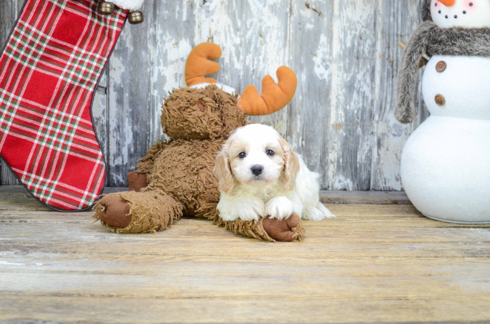 Cavapoo Puppy for Adoption