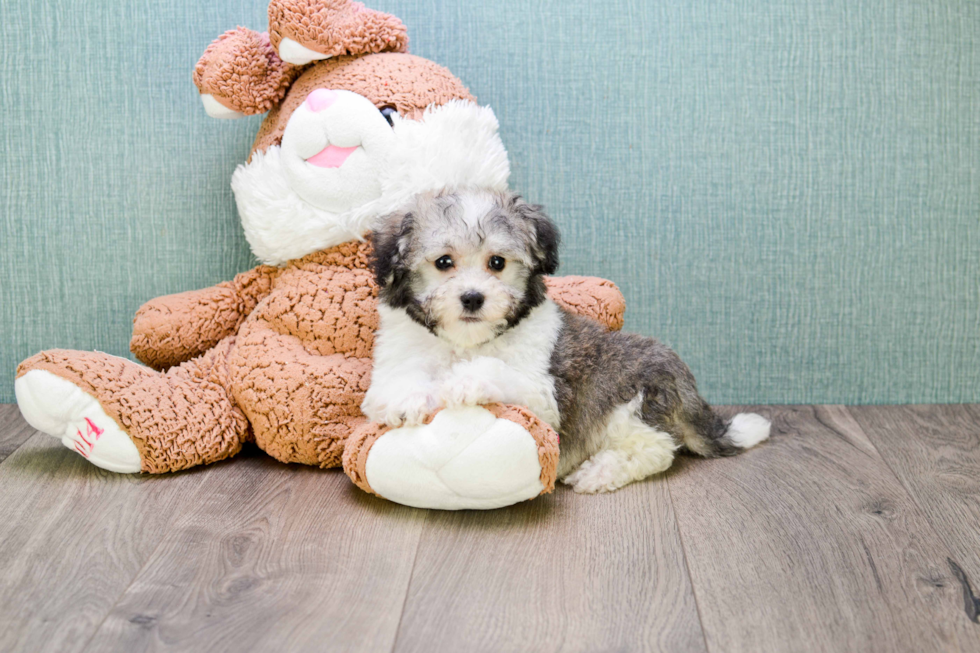 Adorable Havanese Purebred Puppy