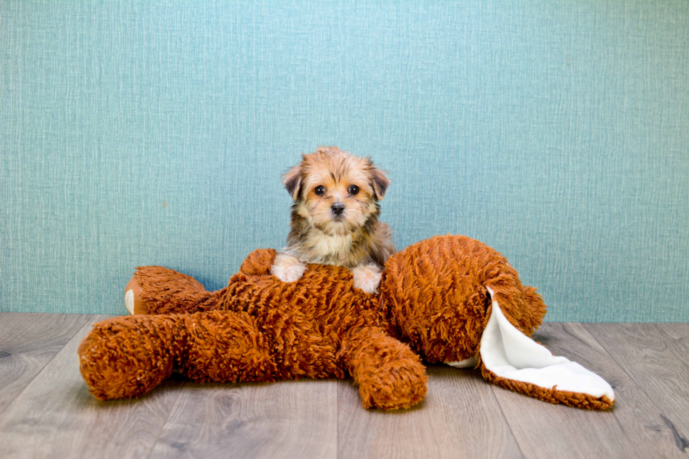 Sweet Morkie Baby