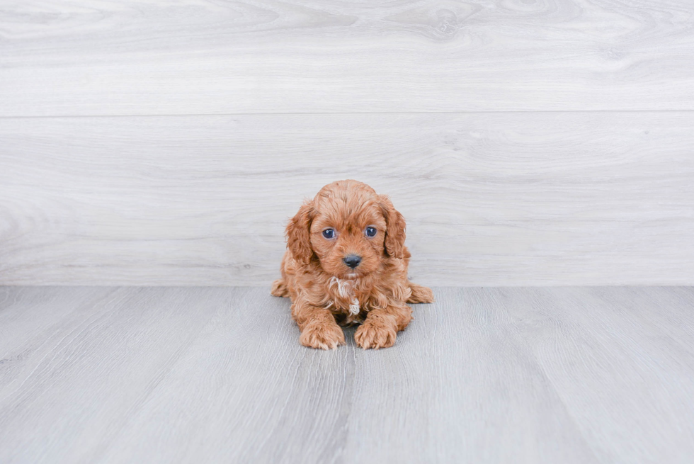 Cavapoo Pup Being Cute