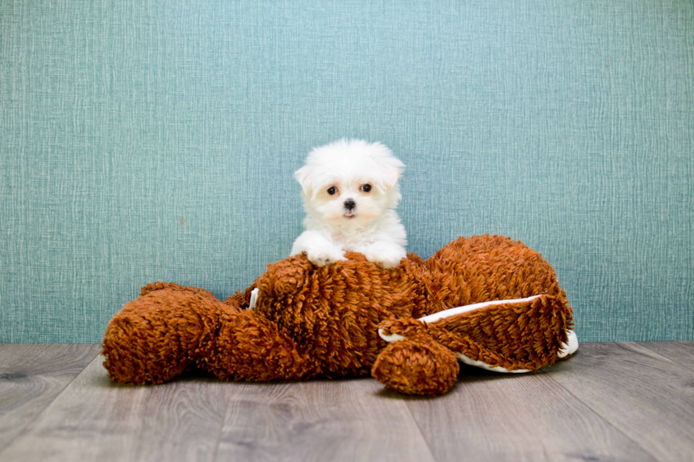 Little Maltese Purebred Pup