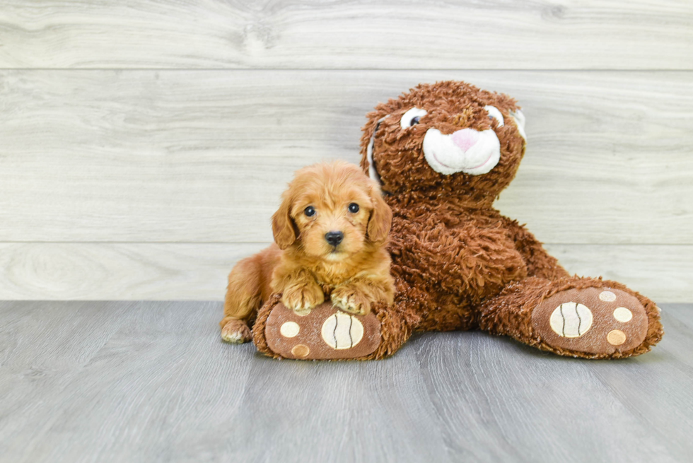 Energetic Golden Retriever Poodle Mix Puppy