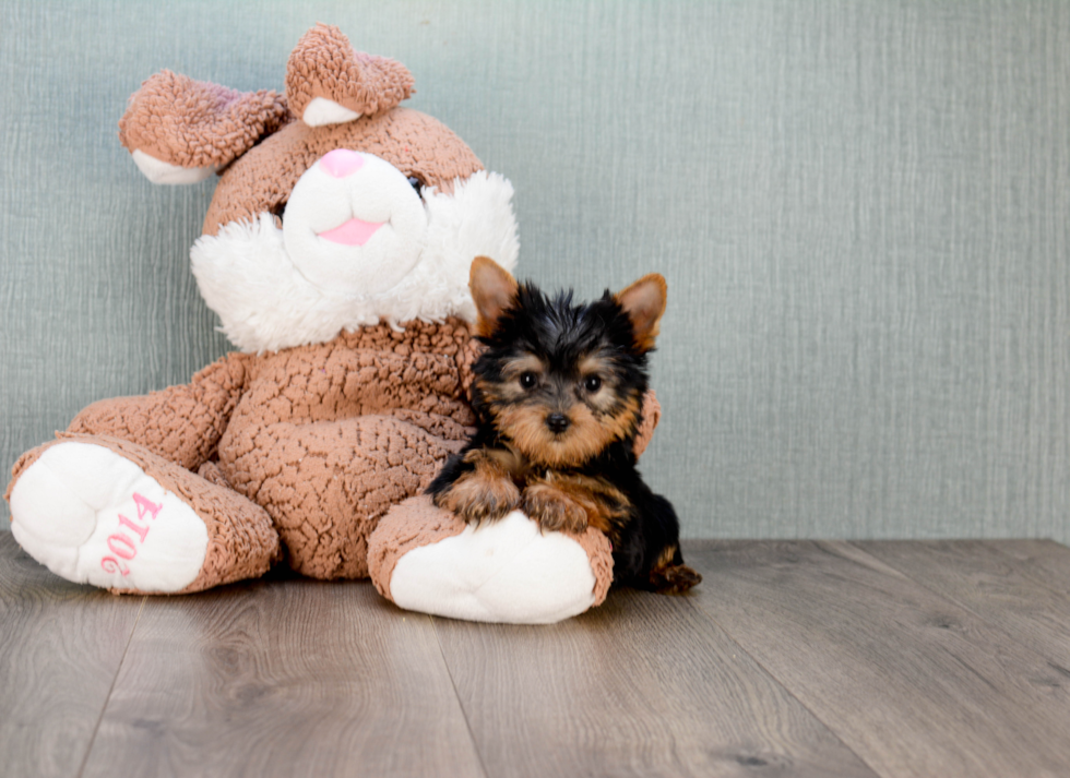 Meet Mindy - our Yorkshire Terrier Puppy Photo 