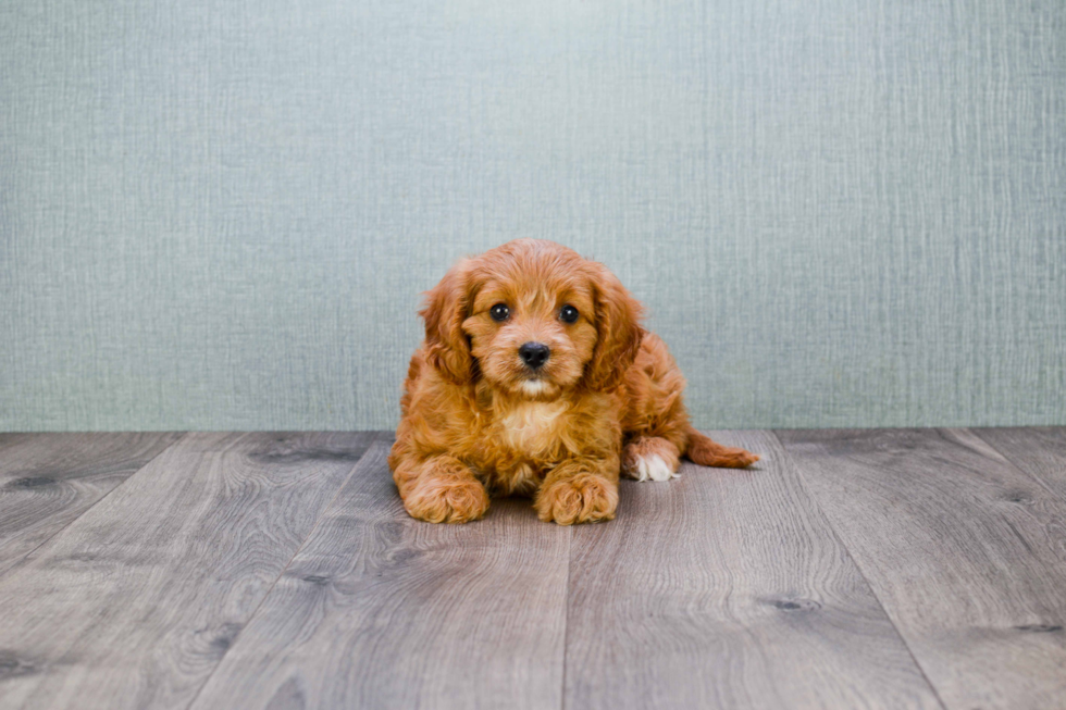 Small Cavapoo Baby