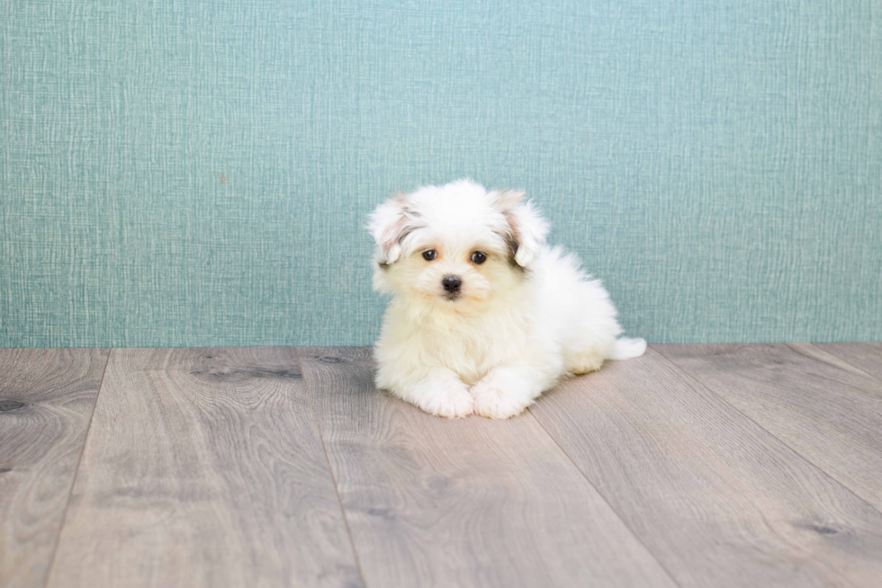 Hypoallergenic Maltipom Designer Puppy