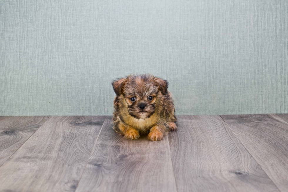 Best Brussels Griffon Baby