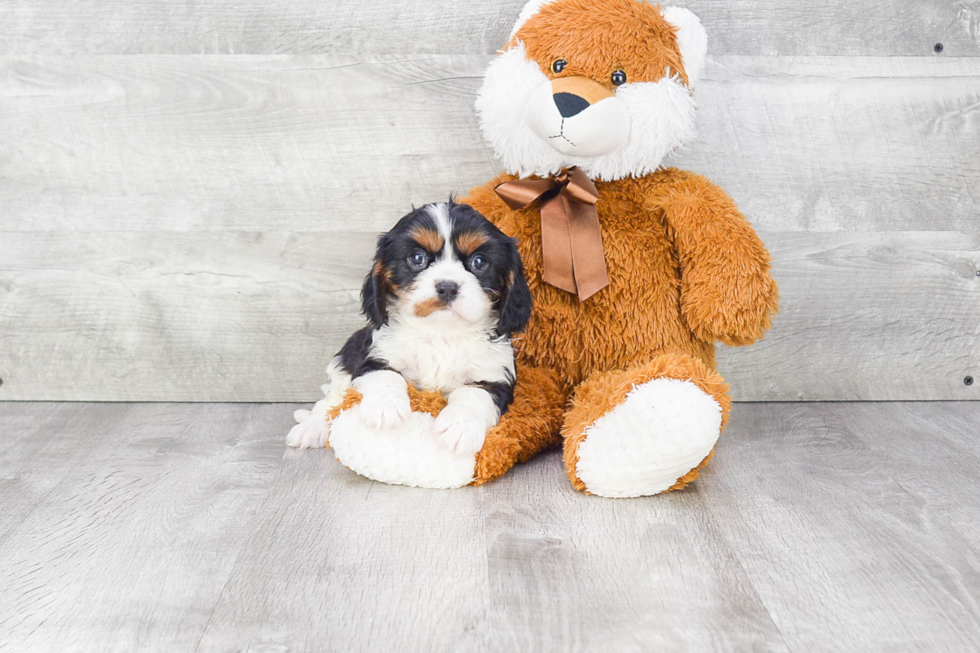 Cavalier King Charles Spaniel Puppy for Adoption