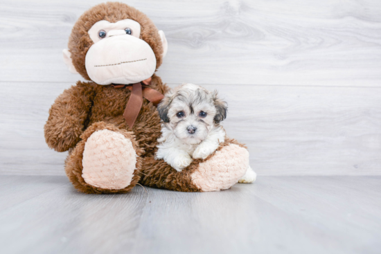 Teddy Bear Pup Being Cute