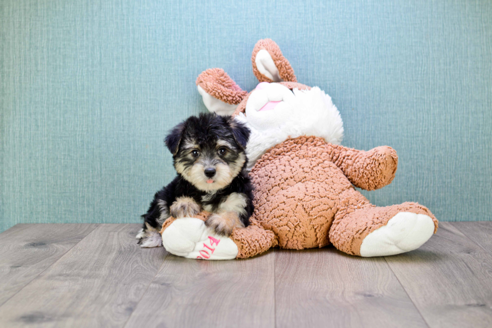 Friendly Morkie Baby