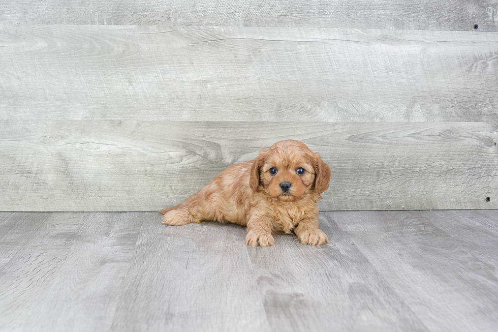 Playful Cavoodle Poodle Mix Puppy