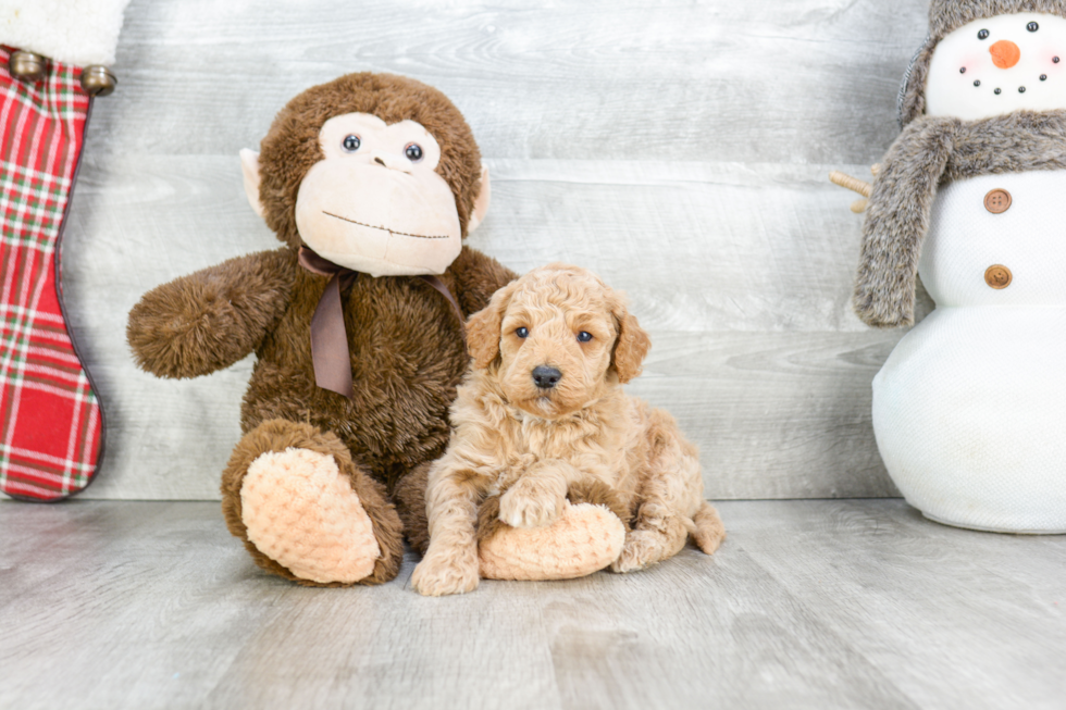 Mini Goldendoodle Puppy for Adoption