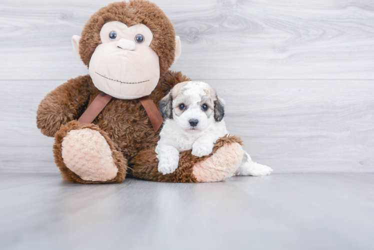 Best Maltipoo Baby