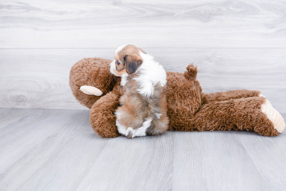 Cavachon Puppy for Adoption