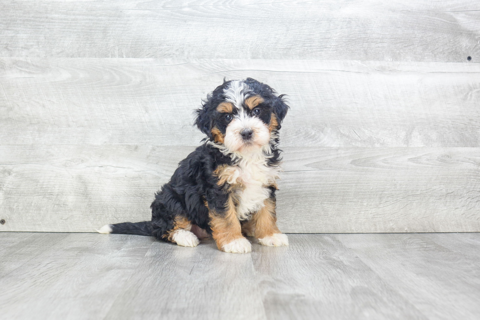 Best Mini Bernedoodle Baby