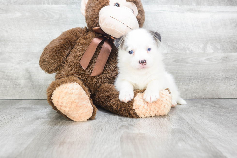 Adorable Mini Husky Designer Puppy