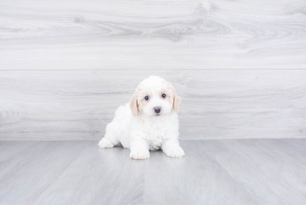 Maltipoo Puppy for Adoption