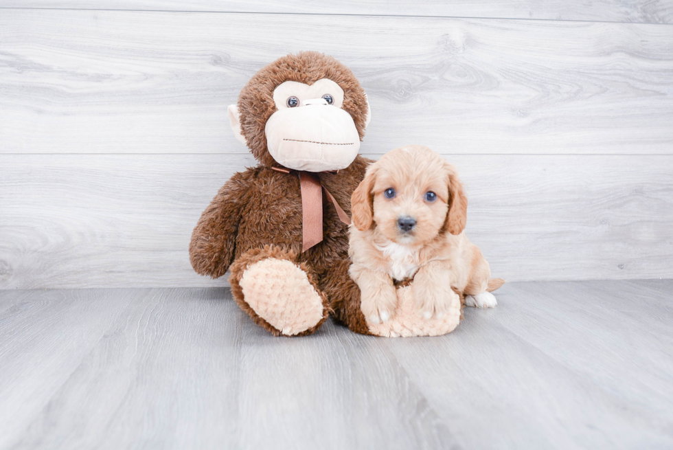 Best Cavapoo Baby