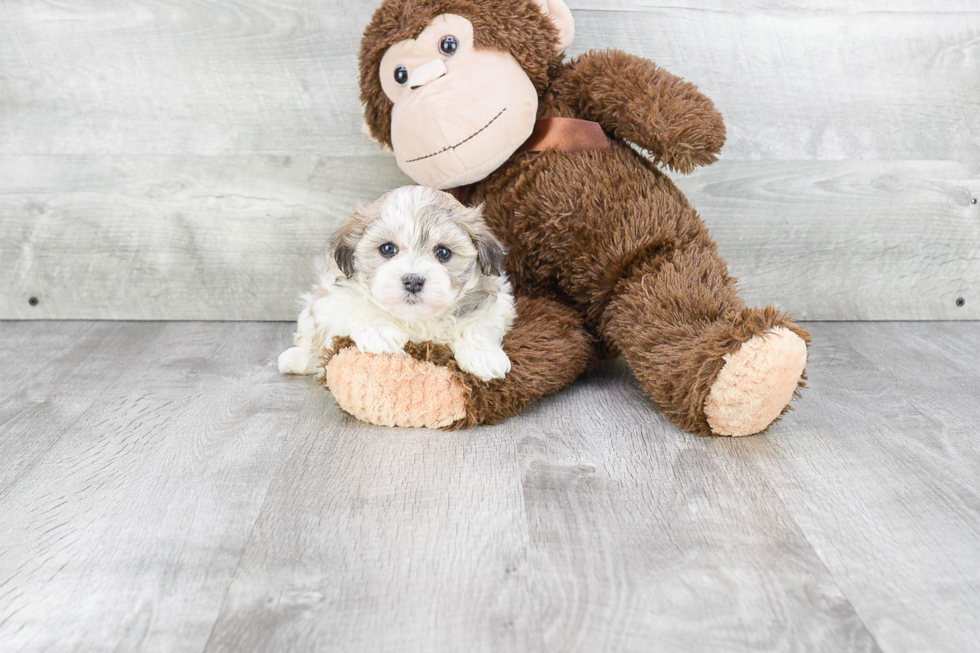 Havanese Pup Being Cute