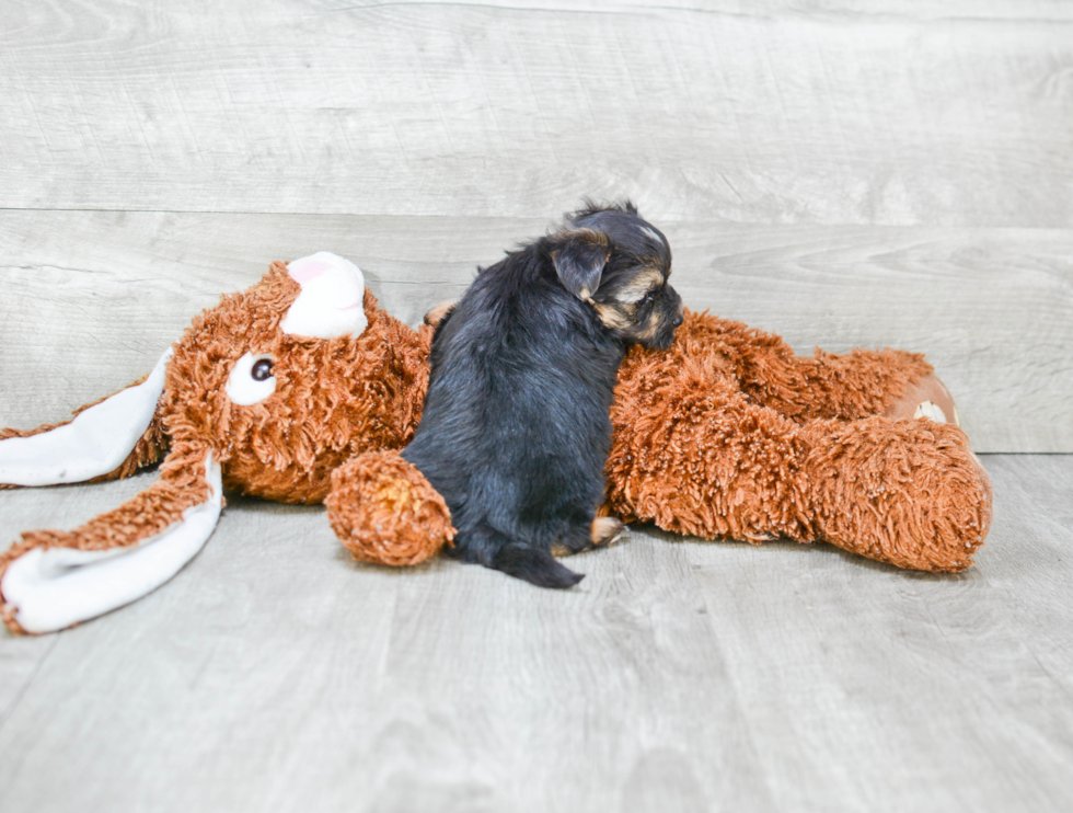 Funny Morkie Designer Pup