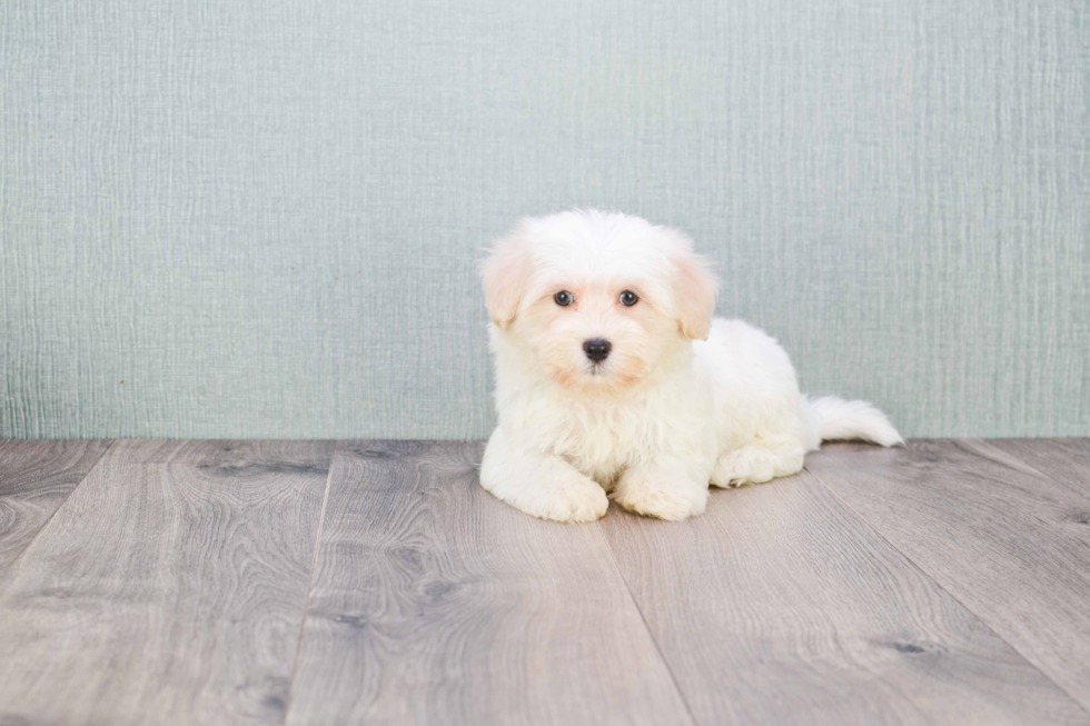 Popular Maltipoo Poodle Mix Pup