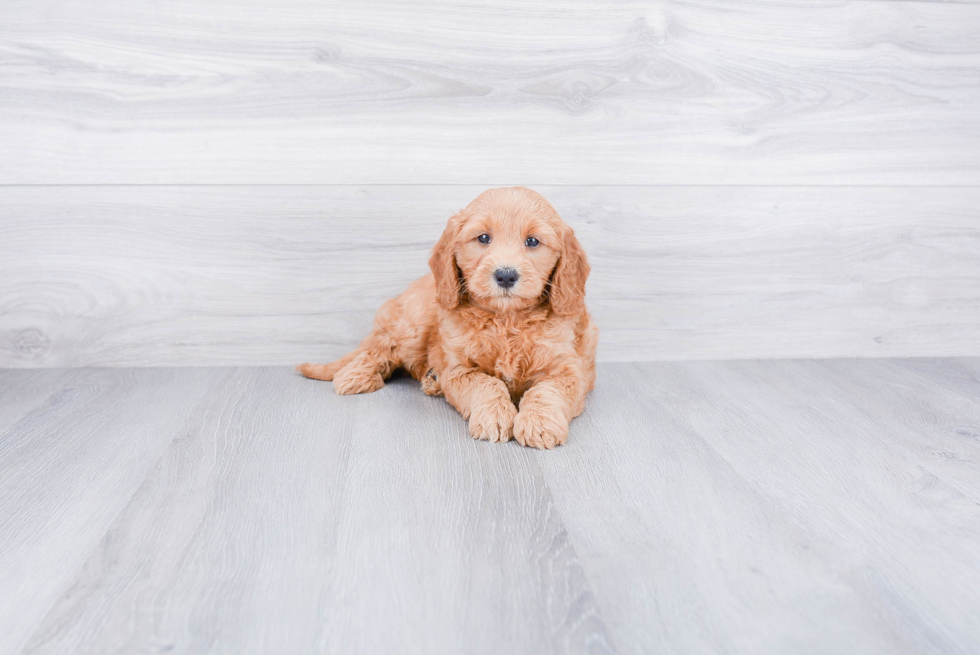 Mini Goldendoodle Puppy for Adoption