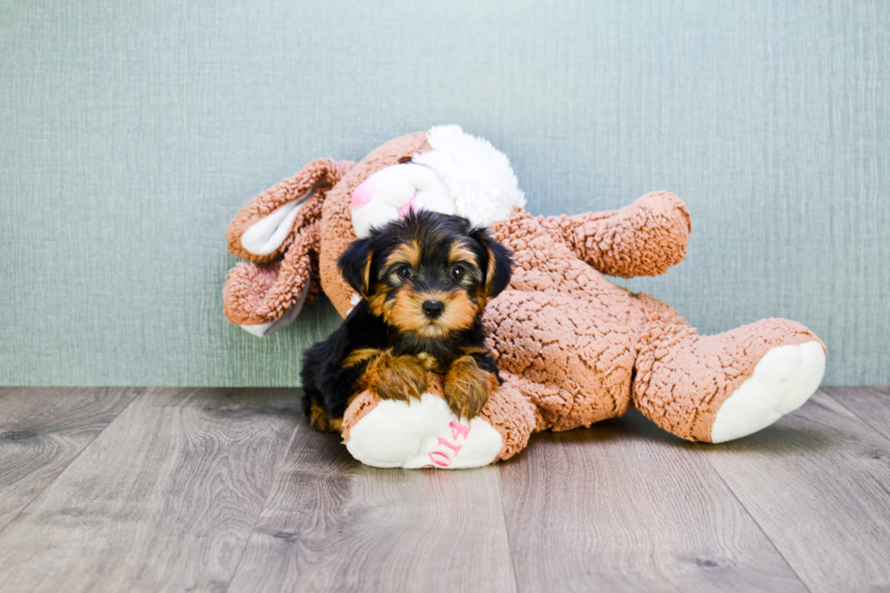 Meet Izzie - our Yorkshire Terrier Puppy Photo 