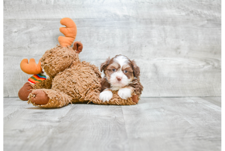 Cute Teddy Bear Baby