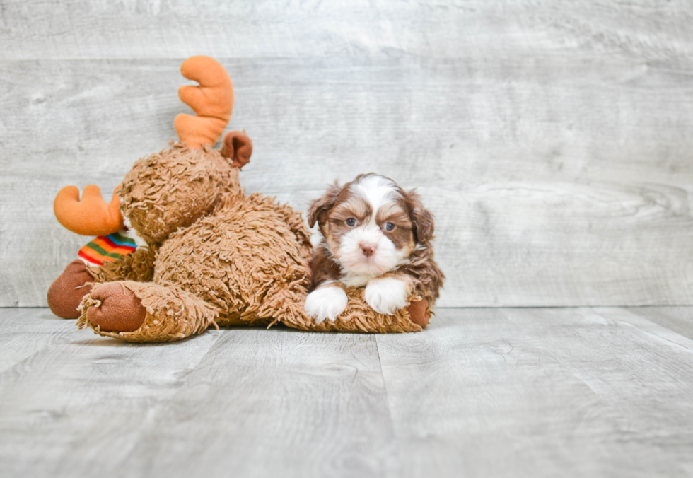 Cute Teddy Bear Baby