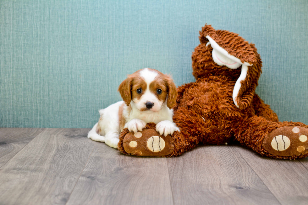 Cavalier King Charles Spaniel Pup Being Cute