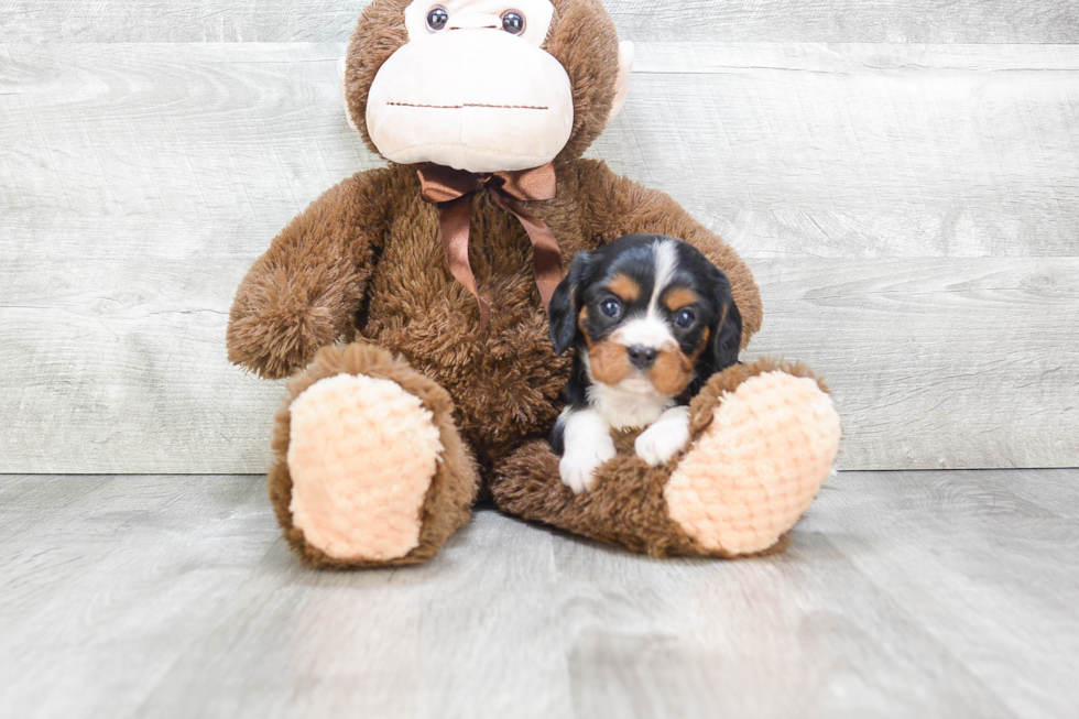 Cavalier King Charles Spaniel Puppy for Adoption