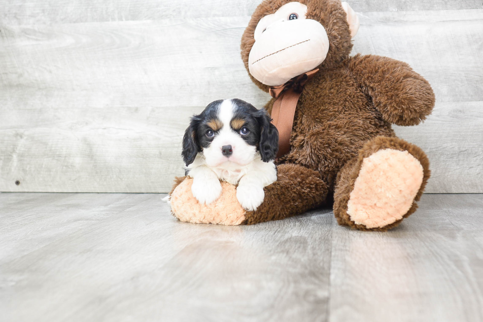 Best Cavalier King Charles Spaniel Baby