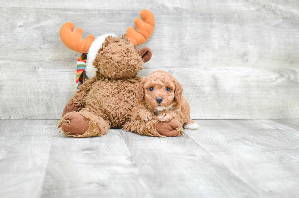 Maltipoo Pup Being Cute