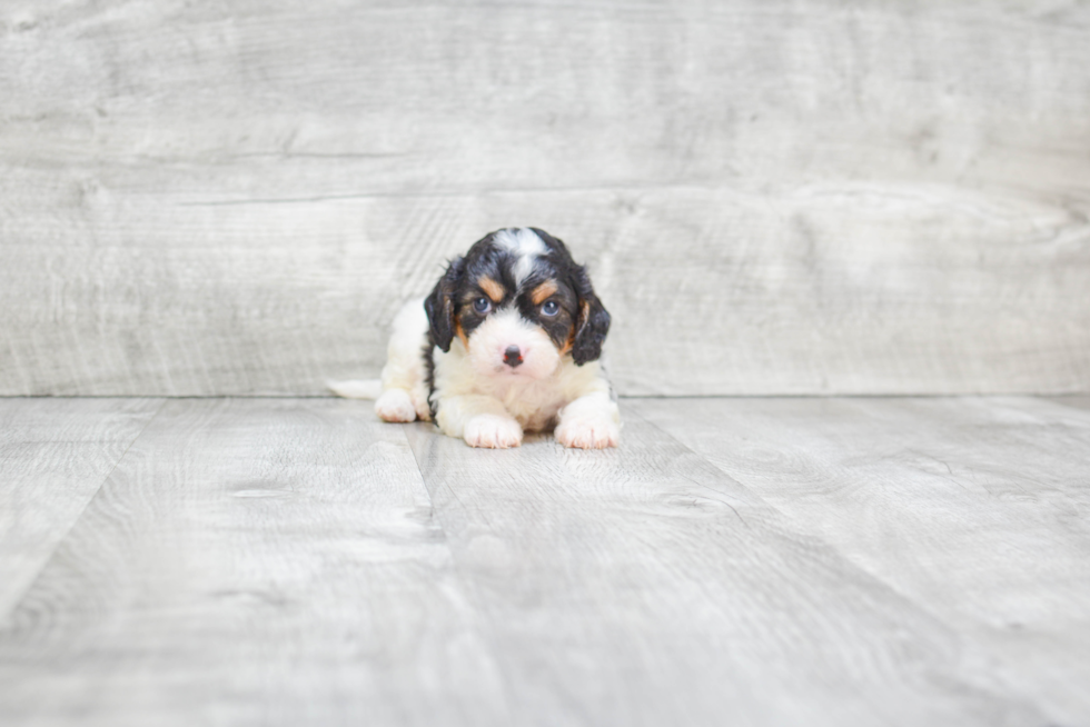 Funny Cavachon Designer Pup