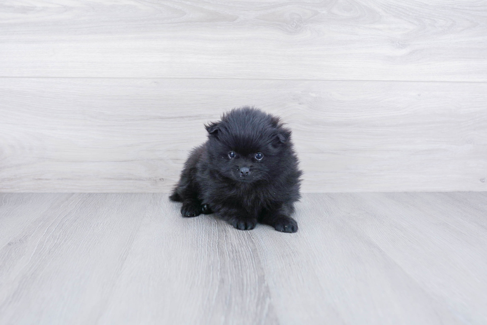 Funny Pomeranian Baby