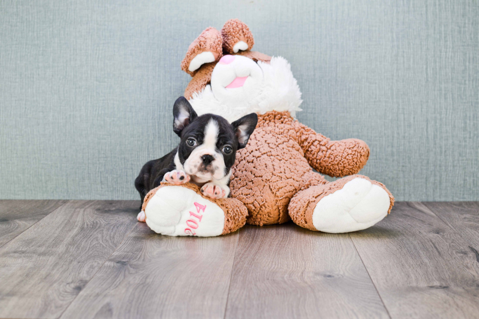 French Bulldog Pup Being Cute