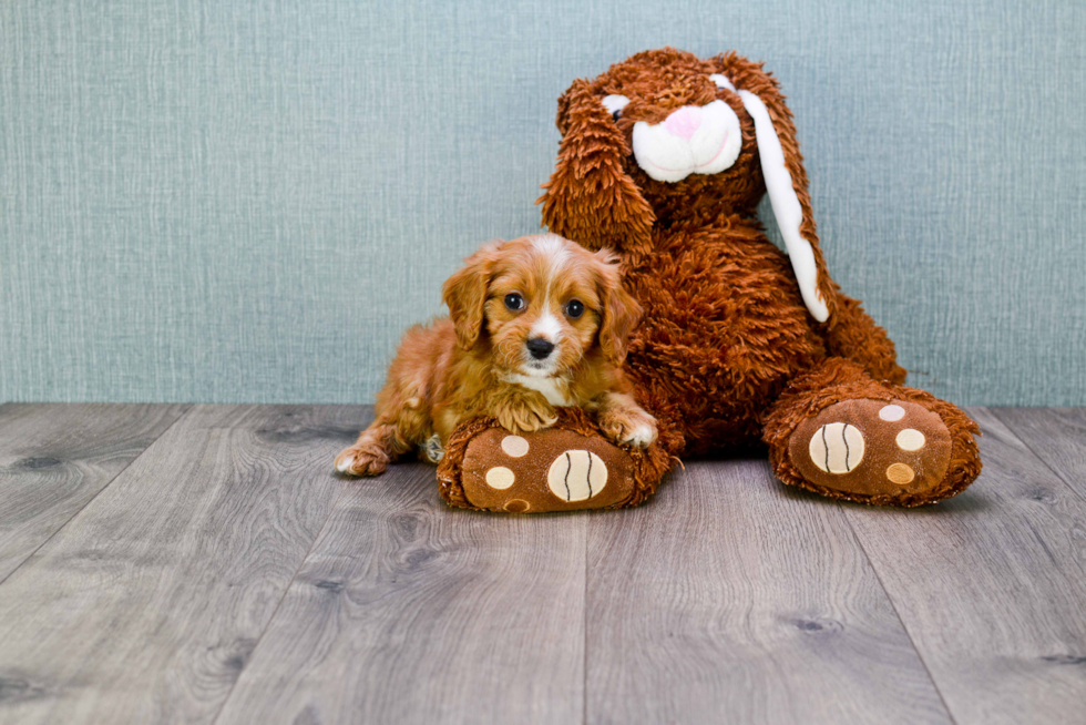 Fluffy Cavapoo Poodle Mix Pup