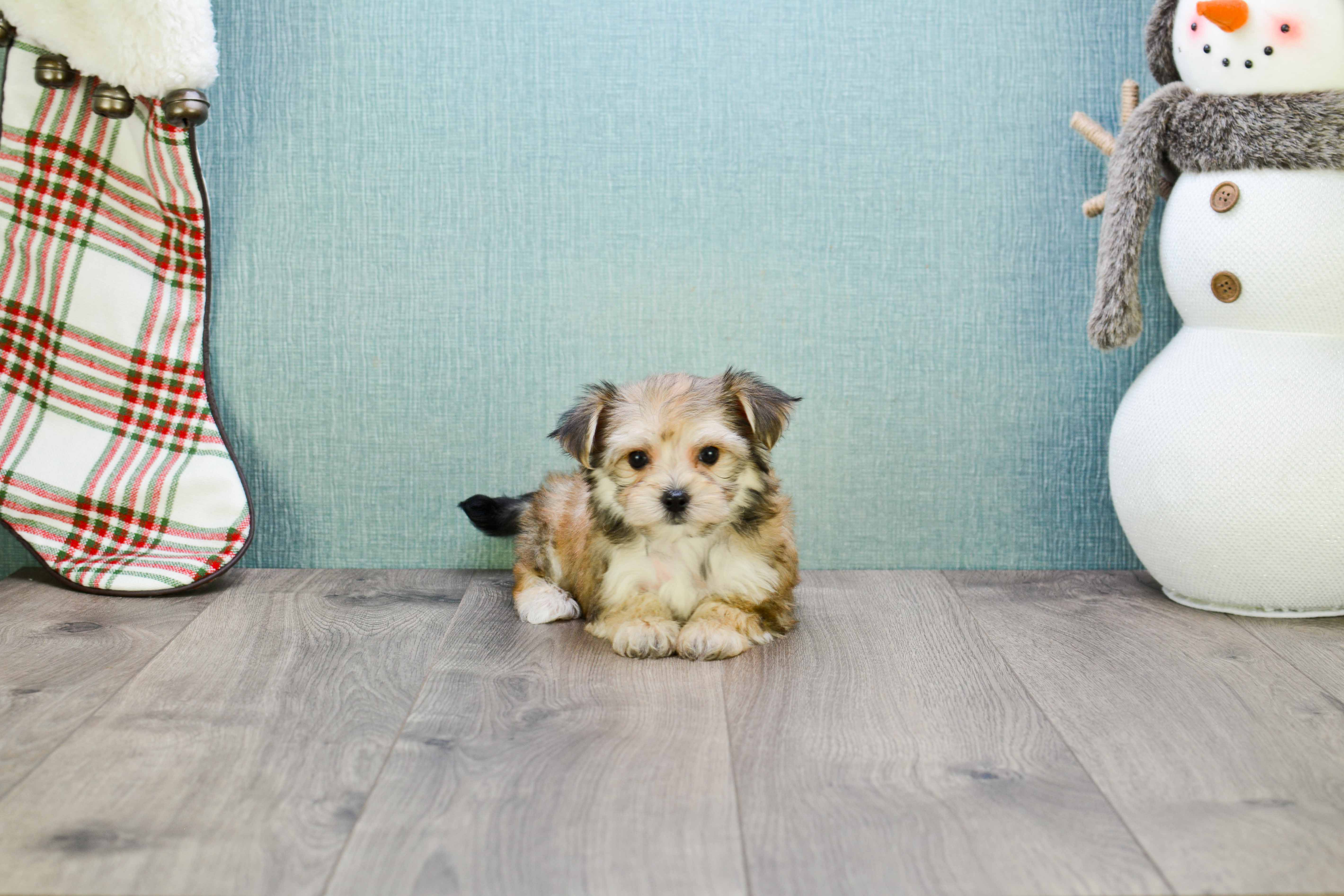 Best Morkie Baby