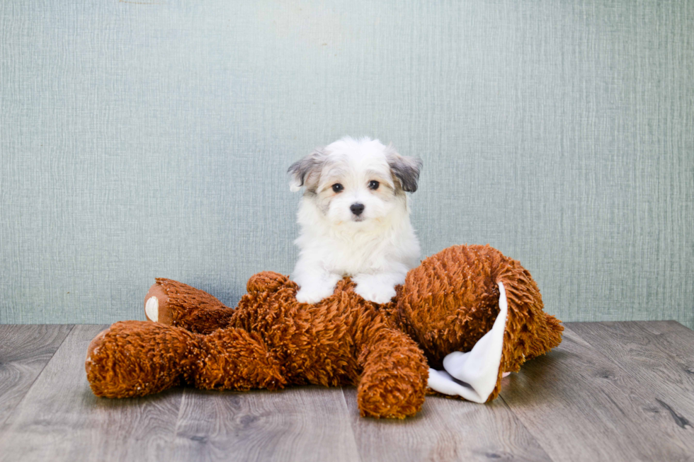 Havanese Pup Being Cute