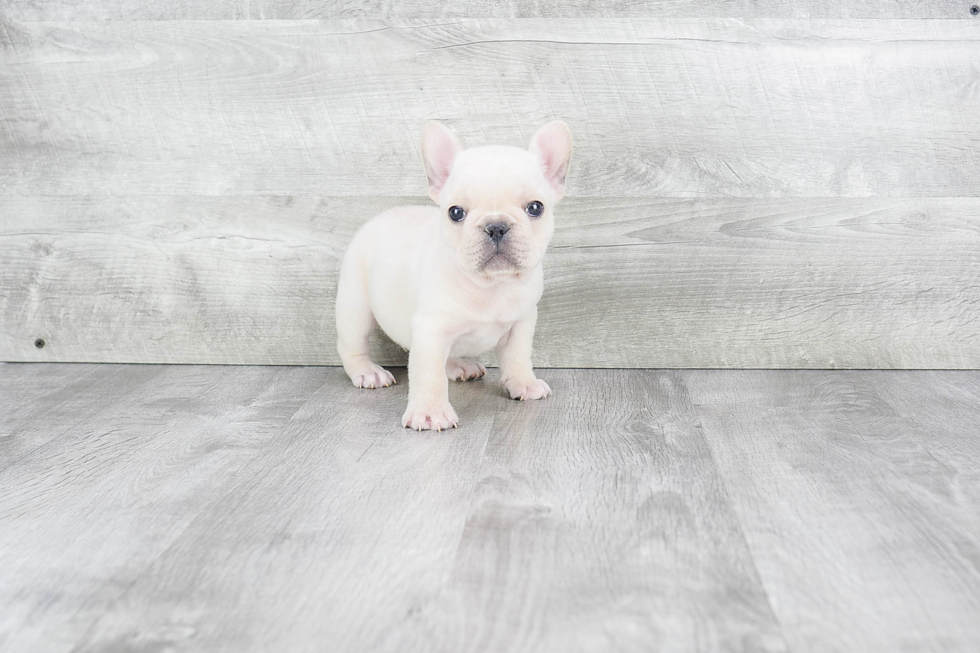 Best French Bulldog Baby