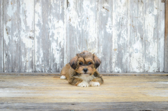 Playful Shorkie Designer Puppy