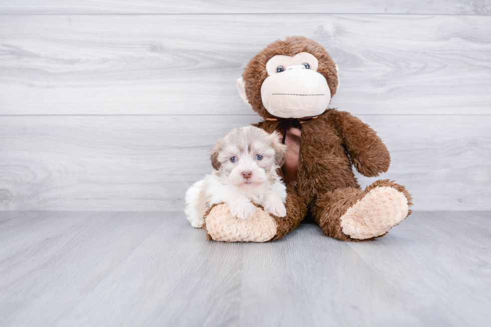 Popular Havanese Baby