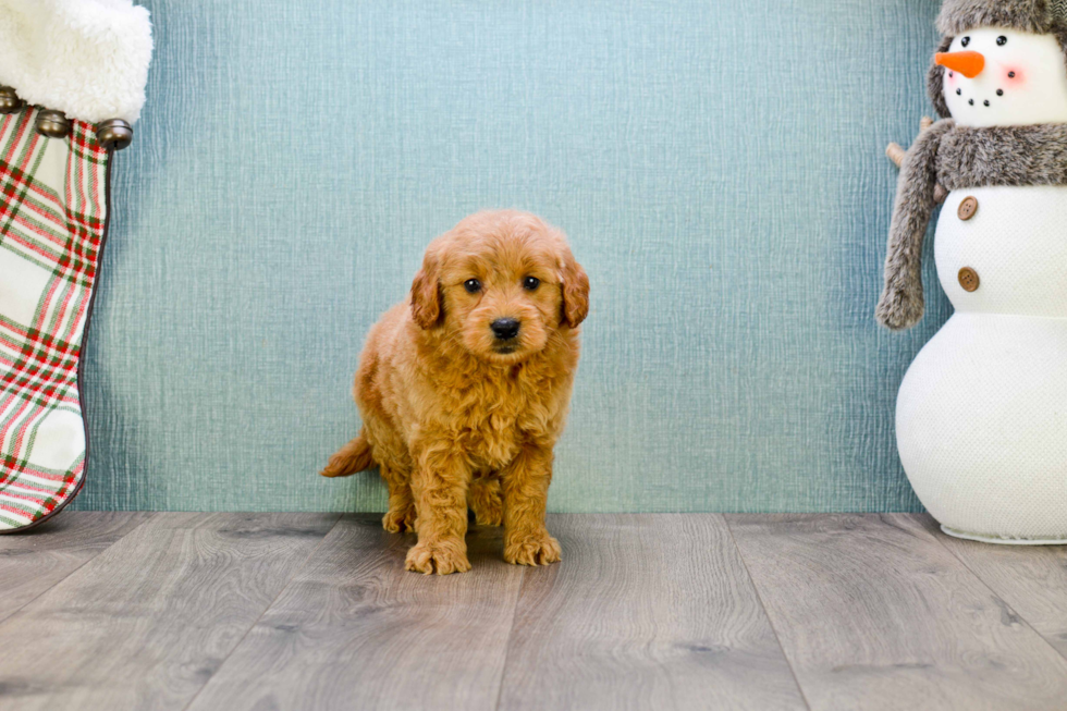 Adorable Golden Retriever Poodle Mix Puppy