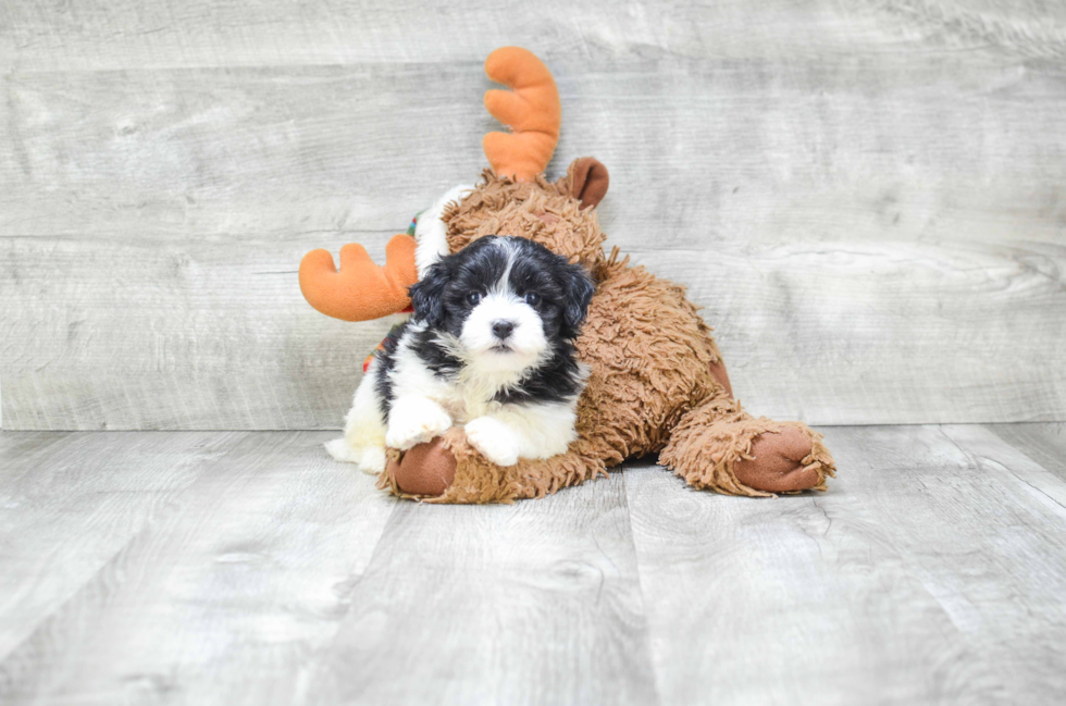 Sweet Havanese Purebred Puppy