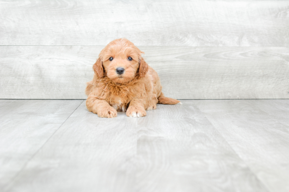 Best Mini Goldendoodle Baby