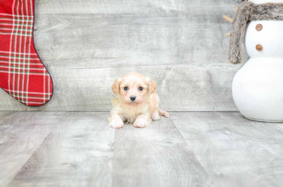 Best Cavachon Baby